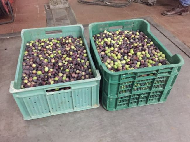 Del olivo a la almazara