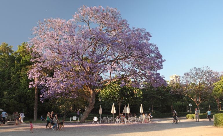 Jacaranda de los Jardines del Real