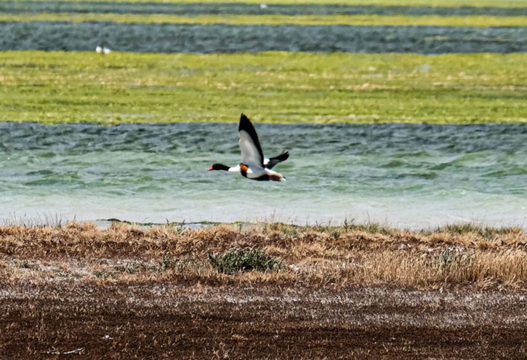 Pato (Tarro Blanco)