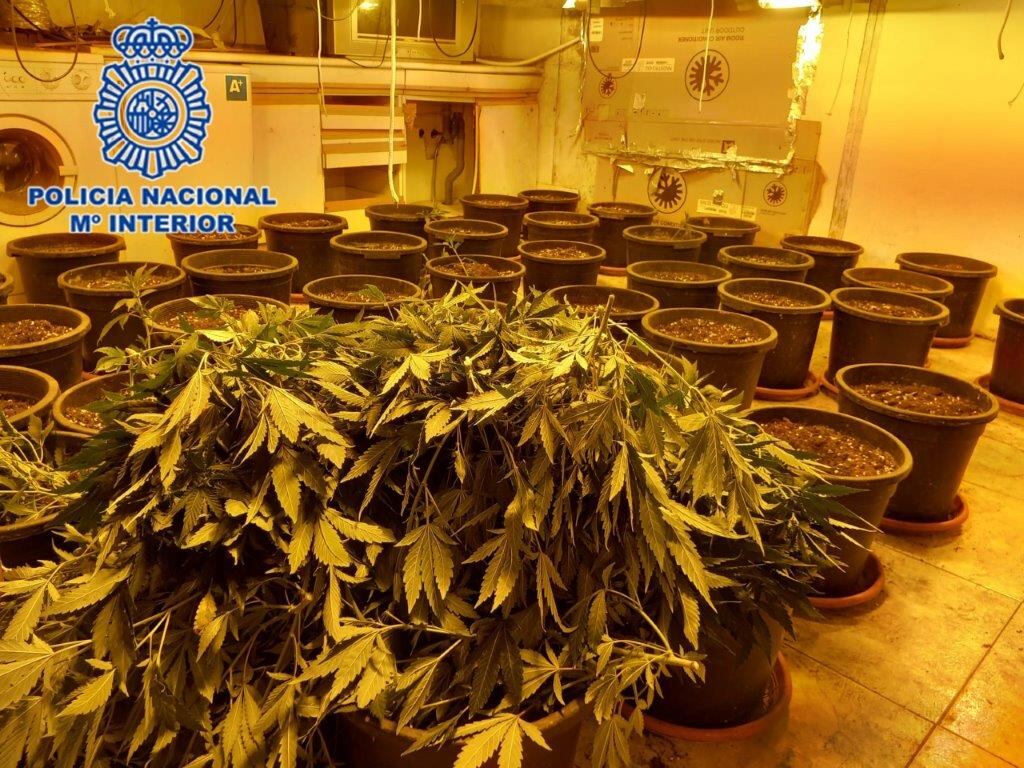 Operación policial contra el cultivo de marihuana en Murcia