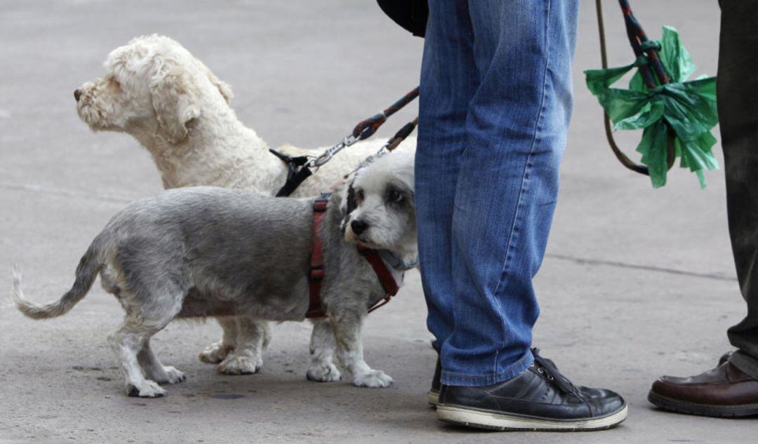 Imagen de archivo de dos perros, con su respectivo dueño 