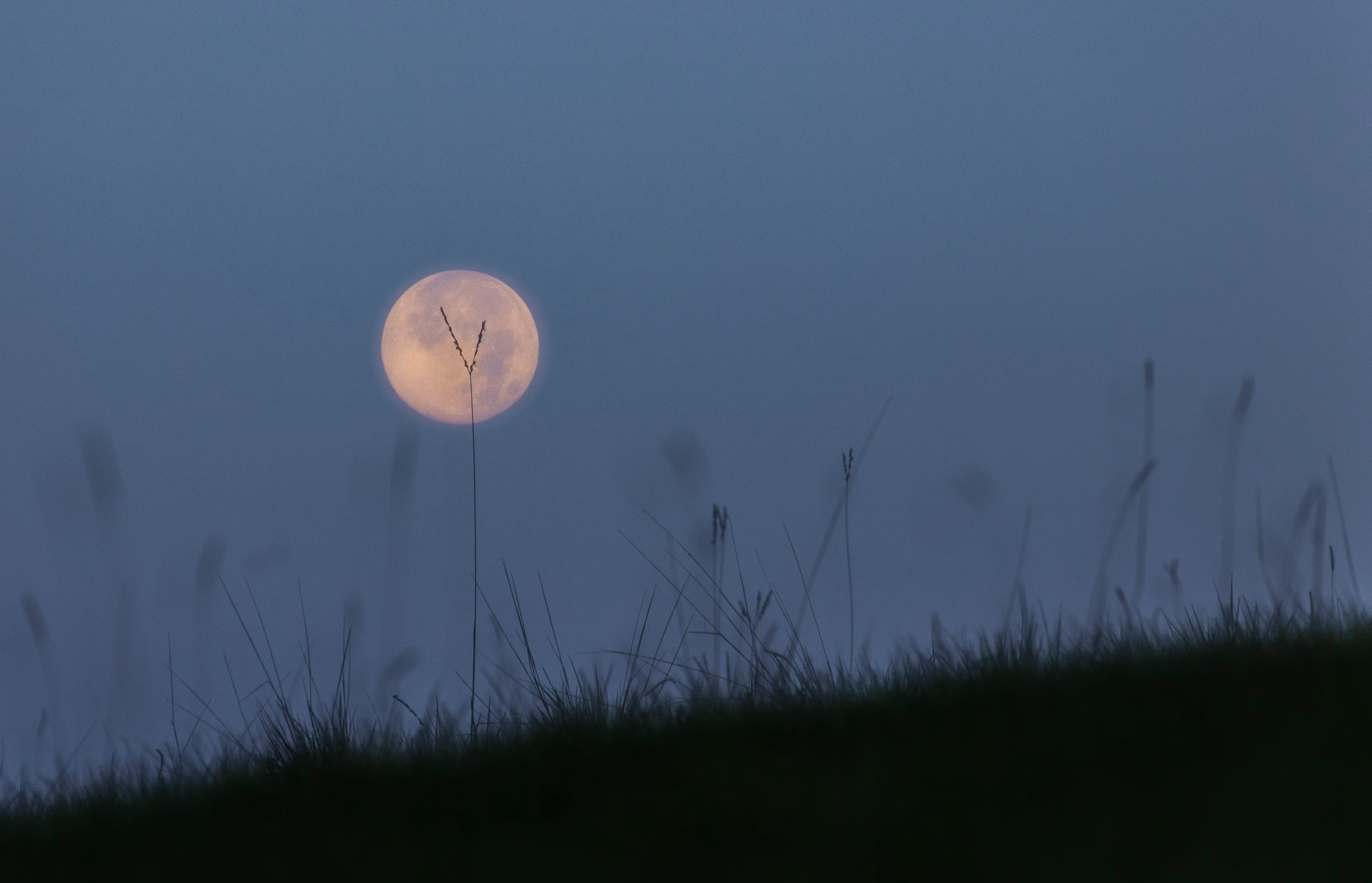 Científicos cultivan por primera vez plantas en el suelo de la Luna.