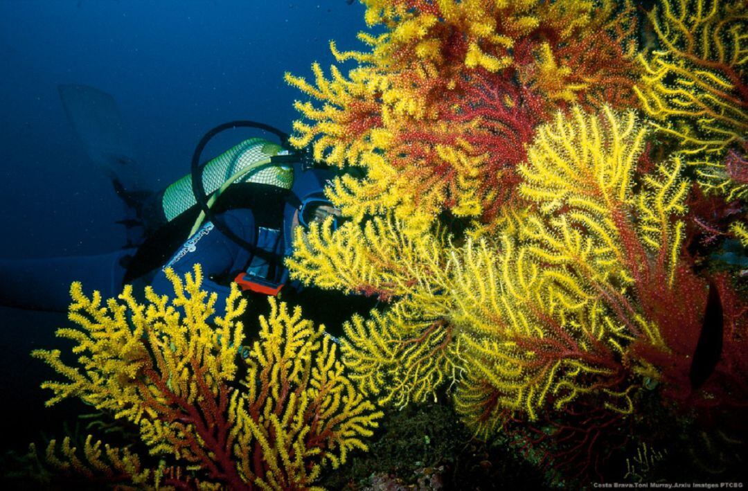 Un submarinista a les Illes Medes