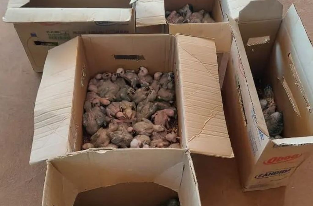 Animales decomisados por la Interpol