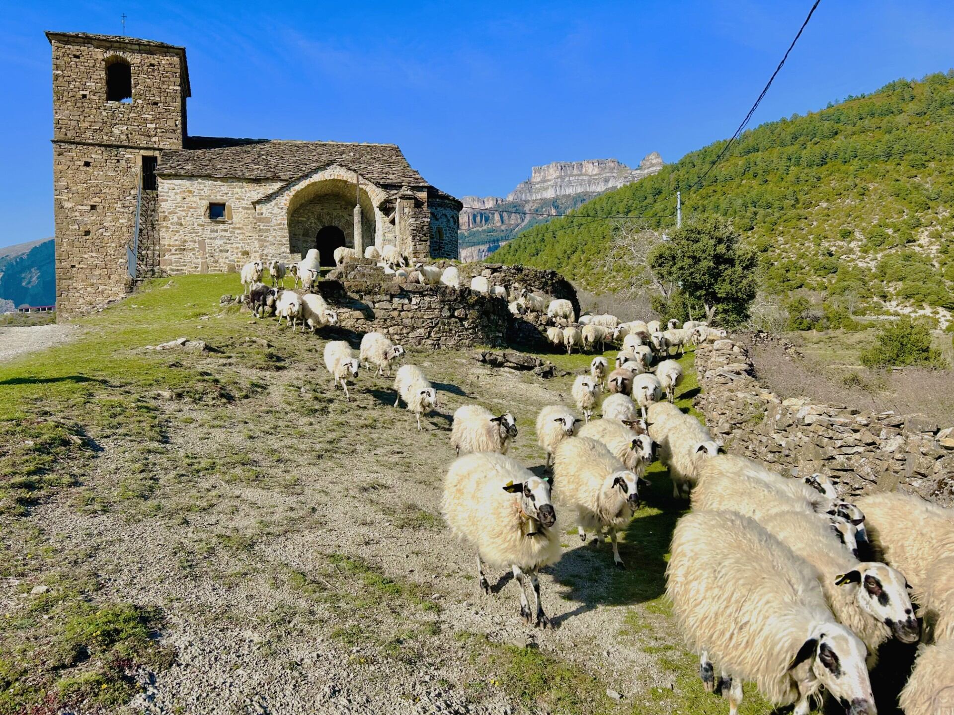 Ovejas en territorio altoaragonés