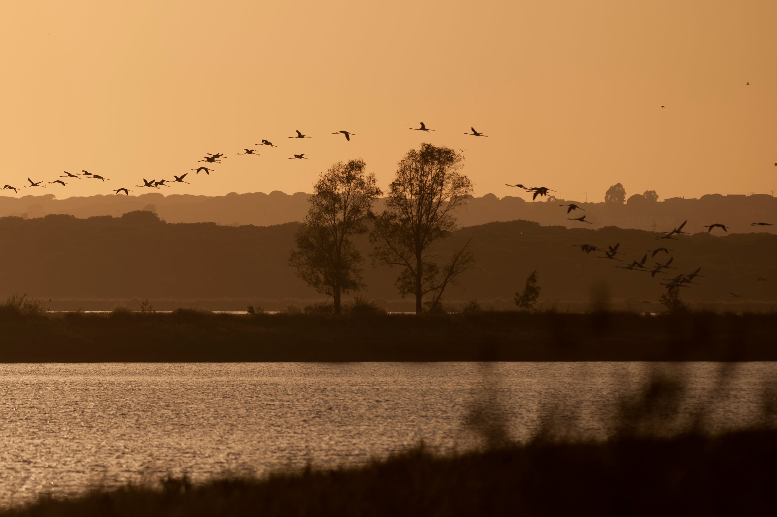 A flock of flamingos fly over the Odiel marshes at sunset, in Huelva, on August 12, 2016. / AFP / JORGE GUERRERO        (Photo credit should read JORGE GUERRERO/AFP via Getty Images)