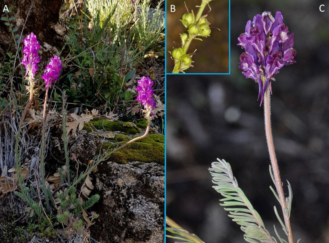 Linaria vettonica