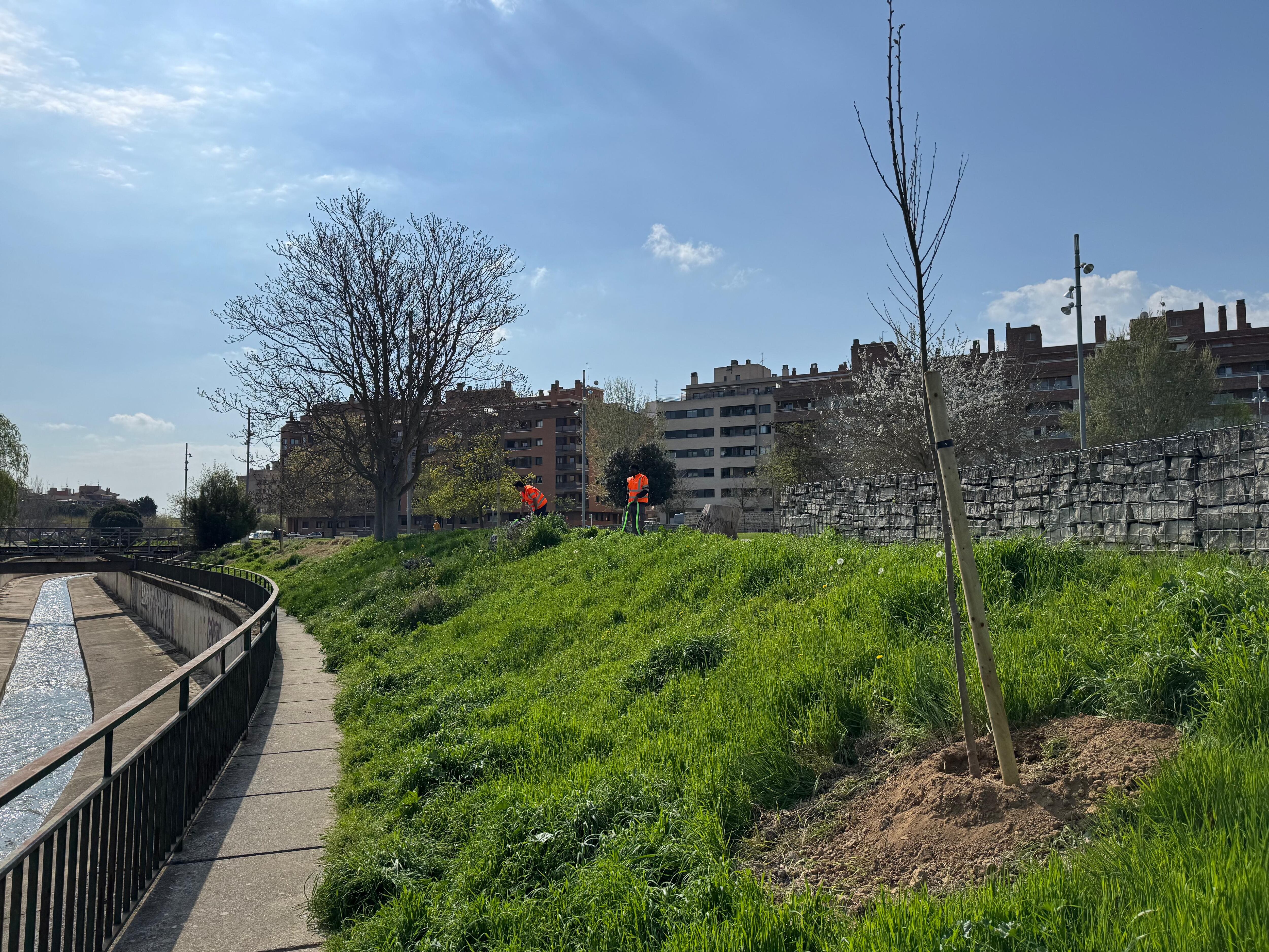 Brigadas de parques y jardines plantando árboles en el Parque Universidad junto al río Isuela