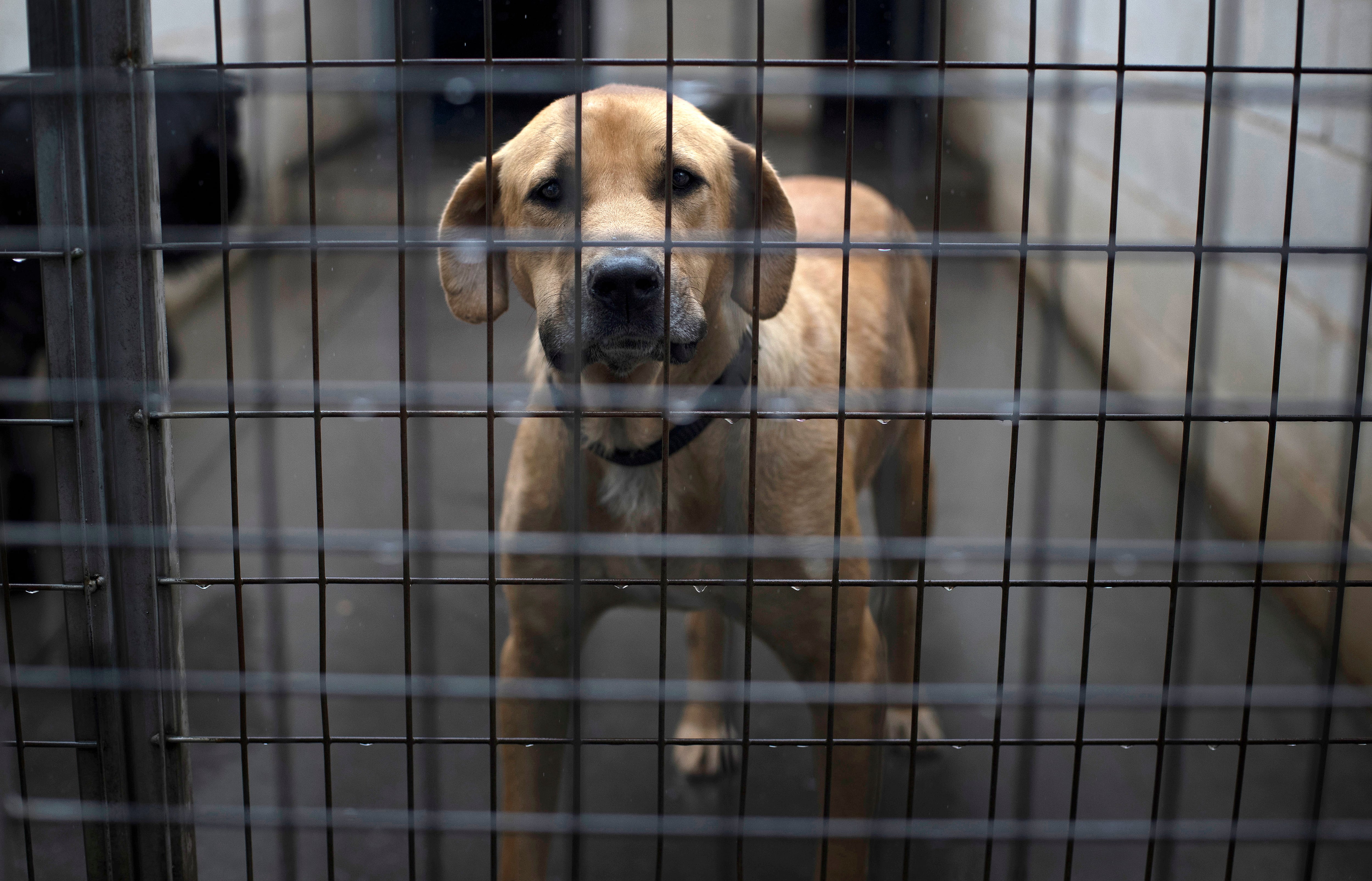 -FOTODELDIA- A CORUÑA, 13/06/2022.- Uno de los perros que ha sufrido el abandono este lunes en la protectora Gatocan con sede en Coirós, A Coruña. El abandono de los animales de compañía, en especial de perros y gatos, experimenta un preocupante crecimiento para unos seres vivos obligados a convertirse en &quot;juguetes rotos&quot; que pagan caprichos irresponsables. EFE/Cabalar
