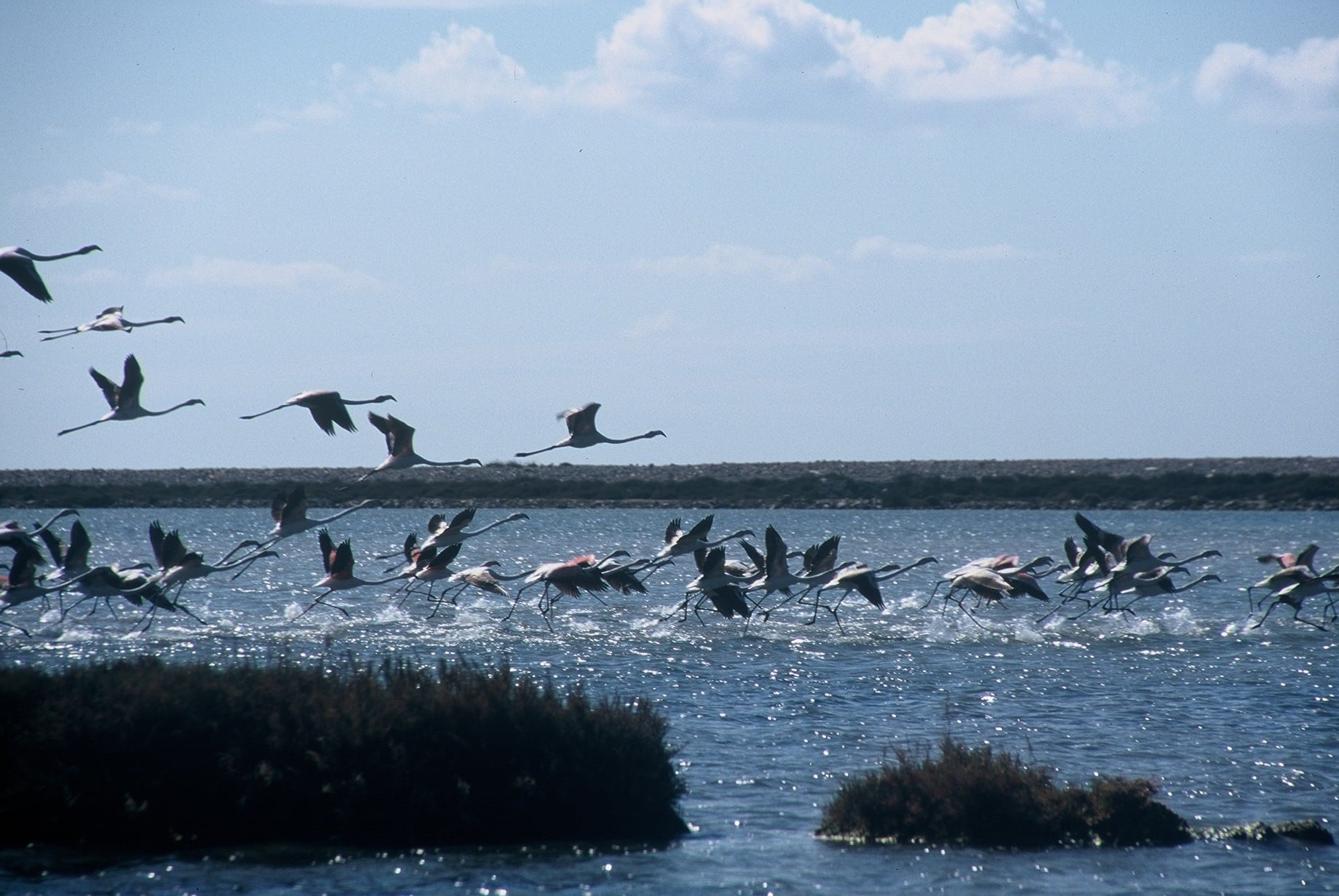 Imagen de ses Salines (CAIB)