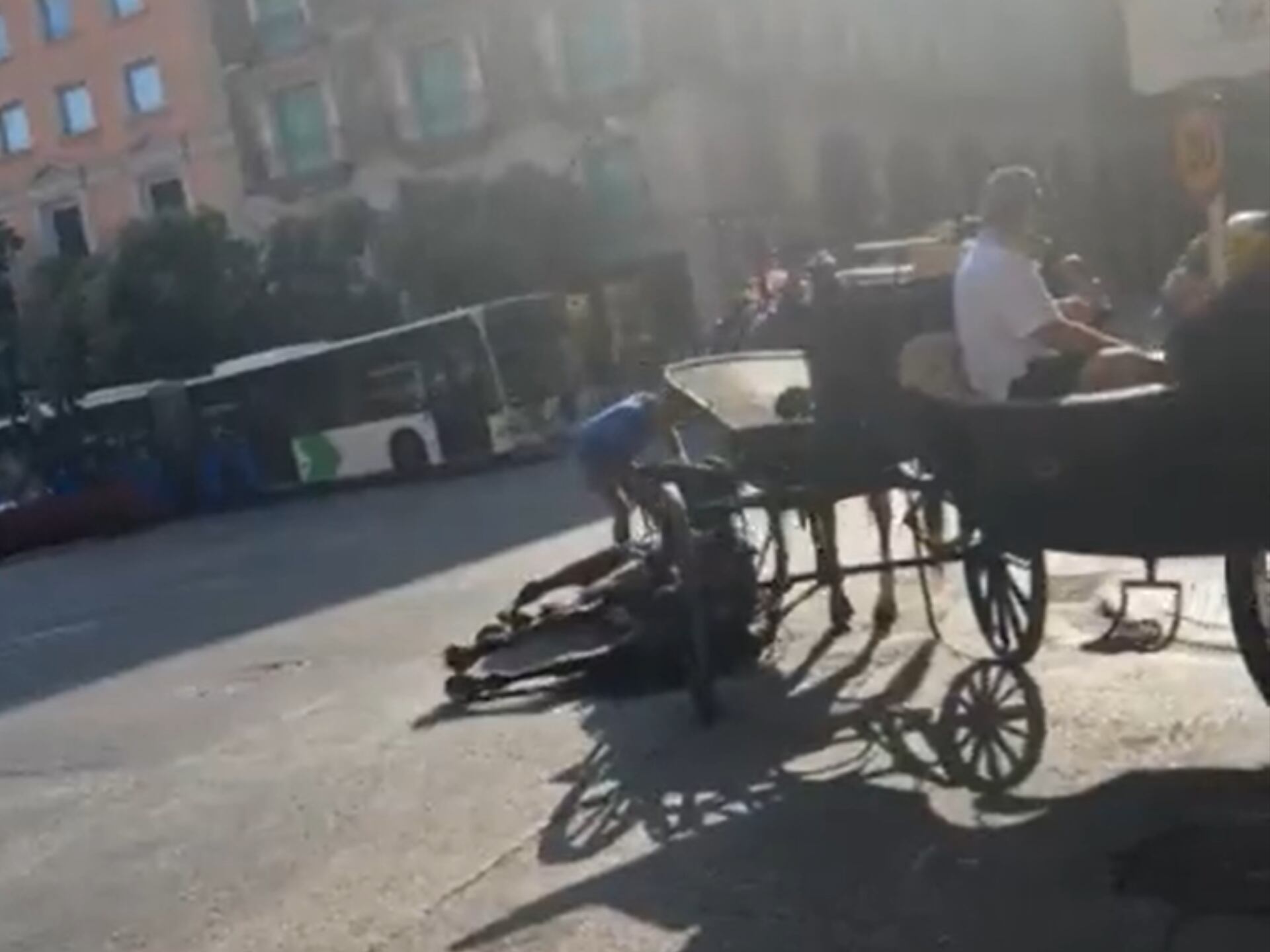 Así quedó el caballo de una galera tras desplomarse en Palma.