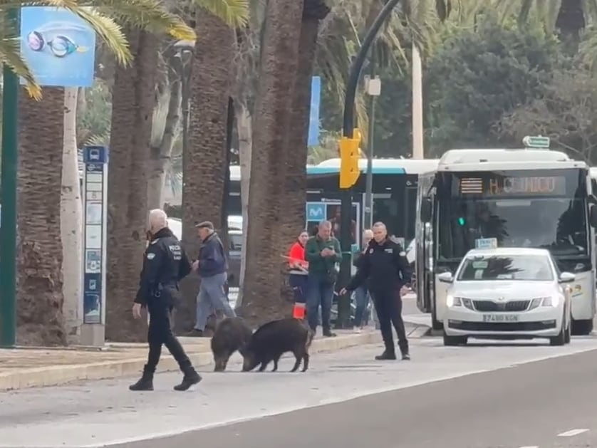 Jabalíes en el Paseo del Parque de Málaga (Cadena SER)