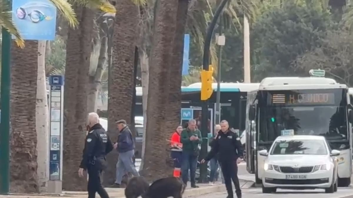 La Plataforma de Bienestar Animal de Mijas pide suspender de forma inmediata el plan andaluz que permite la caza de jabalíes