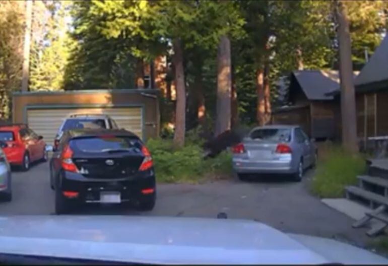 Captura del vídeo en el que un oso escapa del coche donde quedó atrapado.