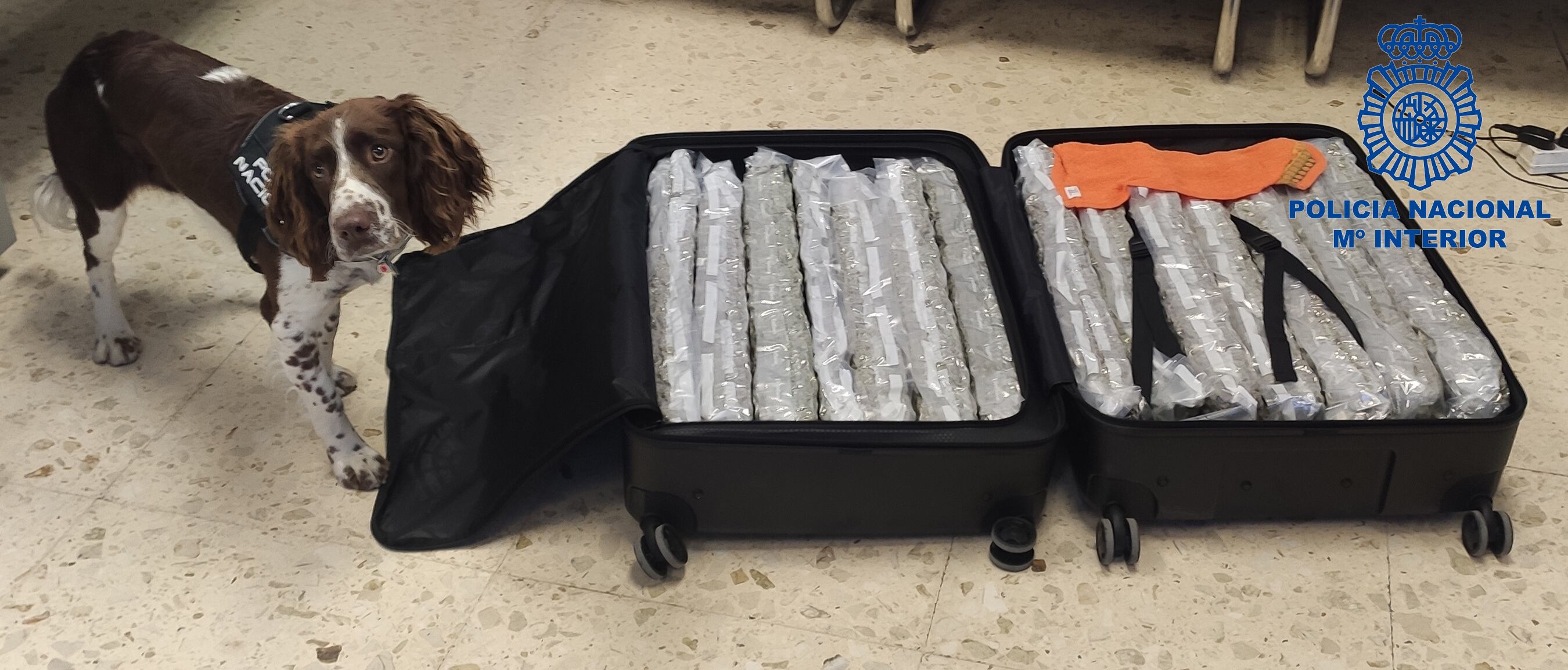 Maleta con el cargamento de marihuana localizado en el aeropuerto de Manises (Valencia)