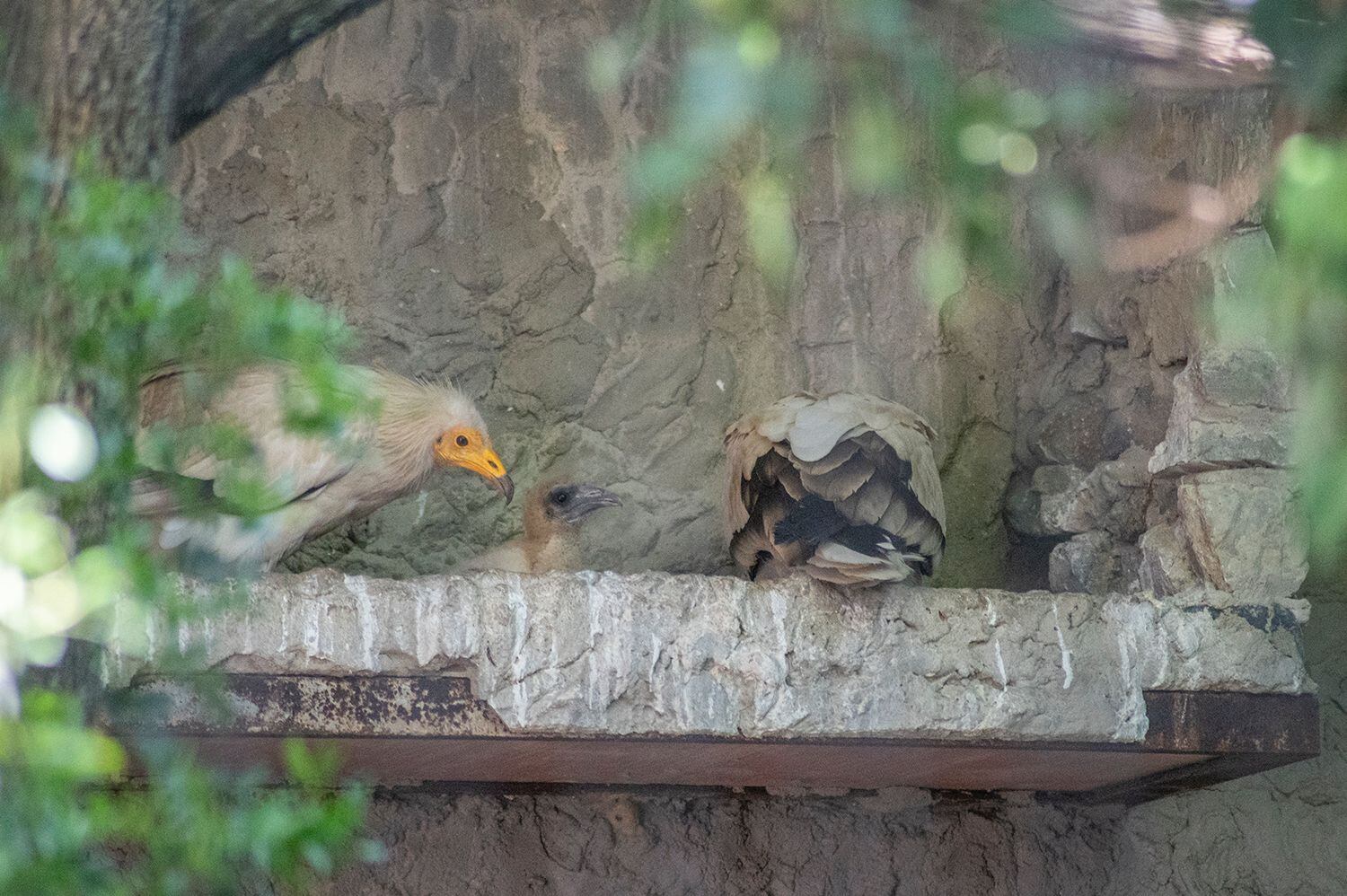 Cría de alimoche del Zoo de Jerez