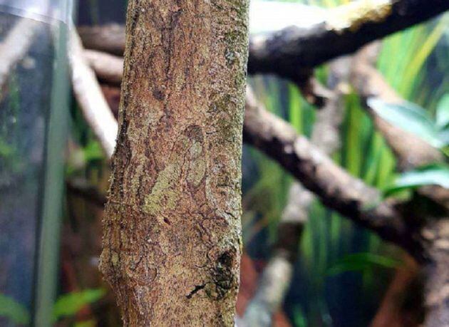 En esta imagen hay un geco escondido.