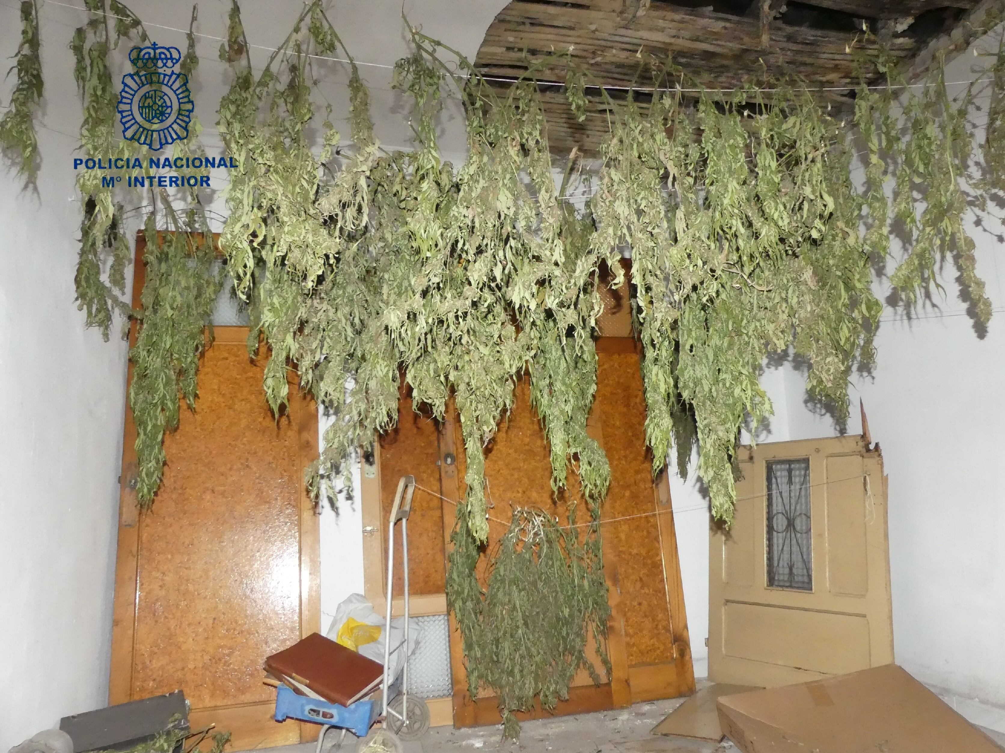 Las plantas estaban en proceso de secado  en el interior de una casa ocupada.