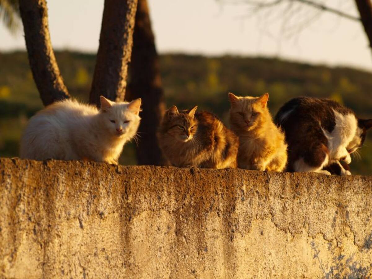 Casi 400 gatos esterilizados en Vitoria desde 2016