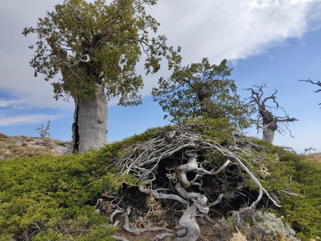 Sierra de las Nieves y su diversidad vegetal