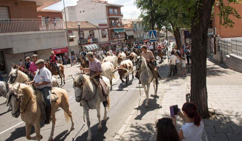 Desde hace pocos años se ha recuperado la tradición del antiguo traslado de bueyes a la plaza de toros de cara a las fiestas