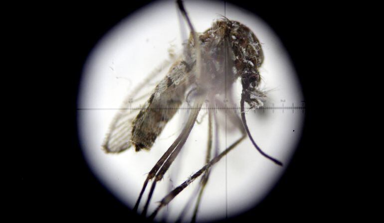 Fotografía a través de un microscopio de un mosquito Aedes aegypti, transmisor del virus del Zika