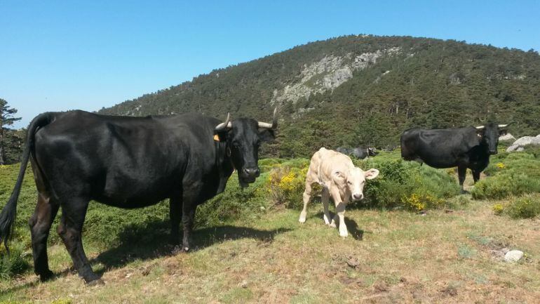 Ganado en una zona de sierra de Madrid