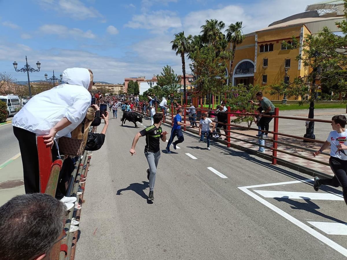 La suelta de varios toros protagoniza el Domingo de Resurrección en Los Barrios