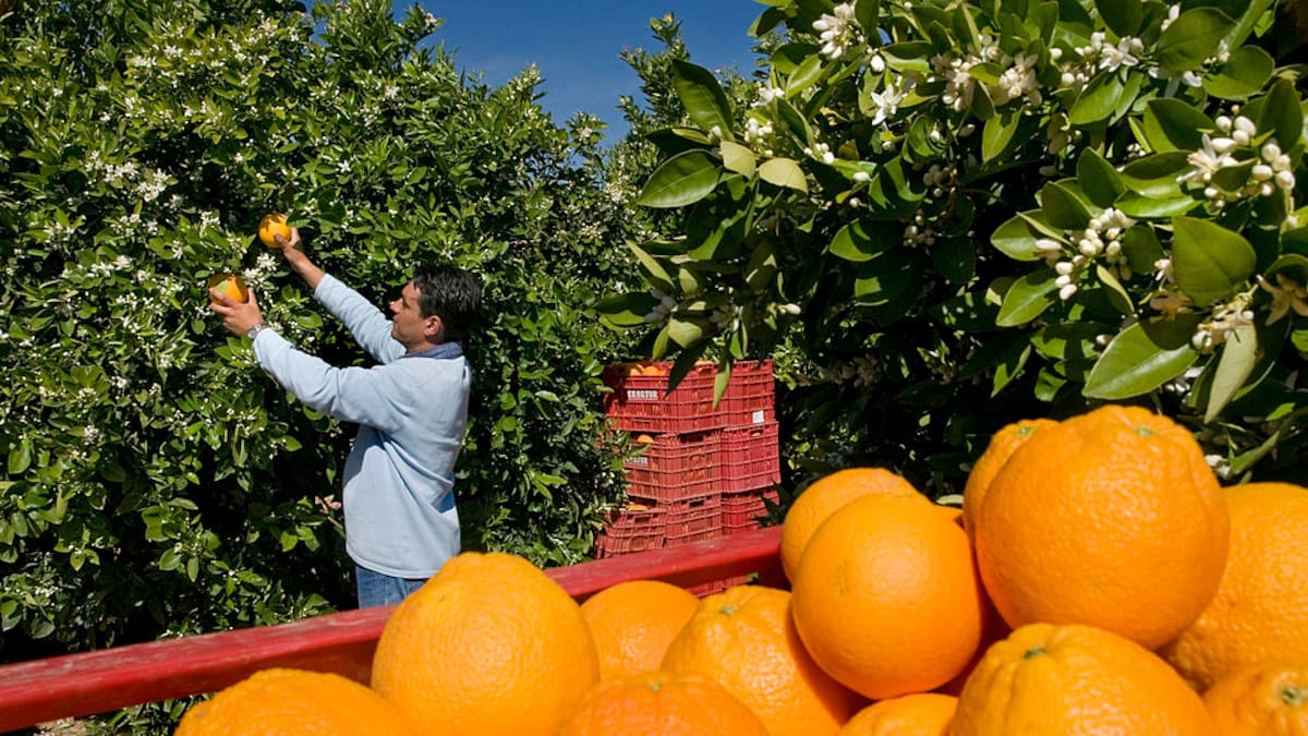 SALVADOR JUAN, MERCOSUR