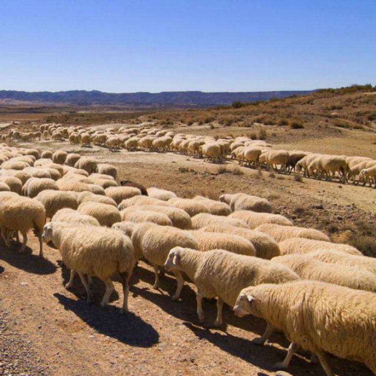 Los rebaños entrán a las Bardenas para pasar los próximos meses