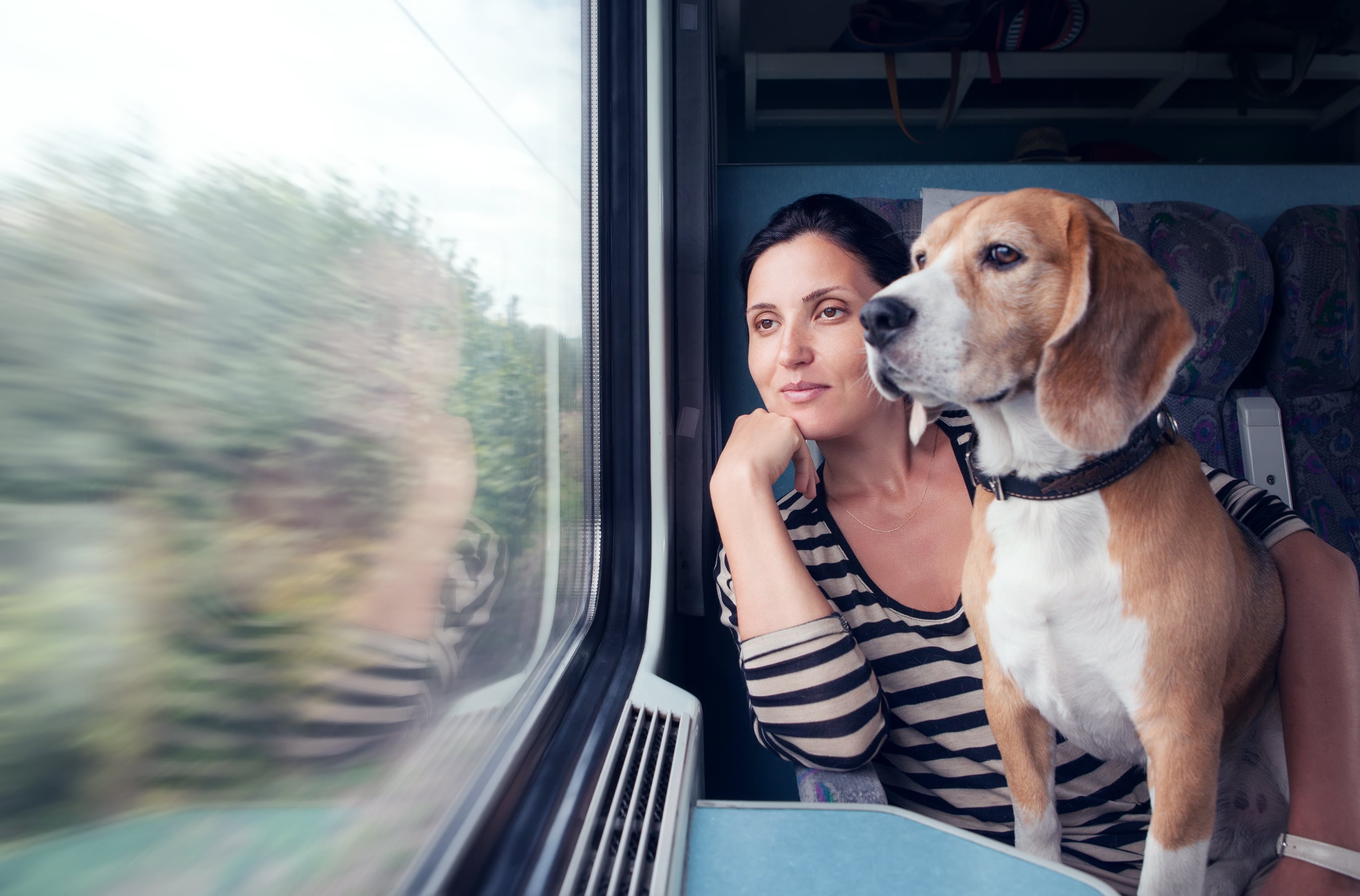 Renfe permitirá perros de hasta 40 kilos en los AVE entre Madrid, Alicante y València