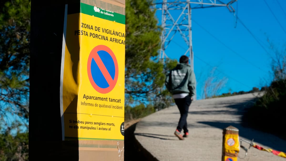 El Ministeri d'Agricultura havia encarregat a Catalunya vigilar 400 porcs i senglars aquest any pel risc de pesta porcina