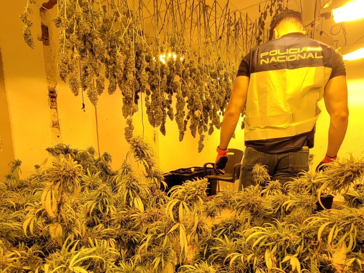 La Policía Nacional en el interior de la vivienda incautando la plantación indoor de marihuana en Elda en una imagen de archivo.