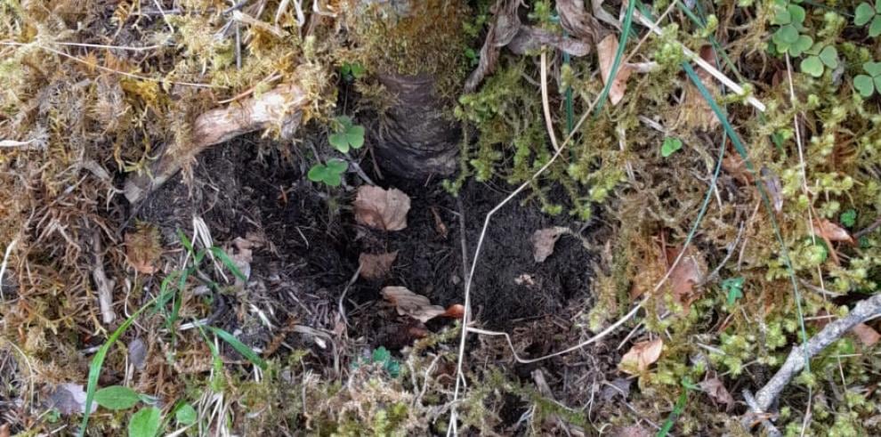 Restos del robo encontrados por el personal del Parque Nacional de Ordesa y Monte Perdido. Foto: DGA