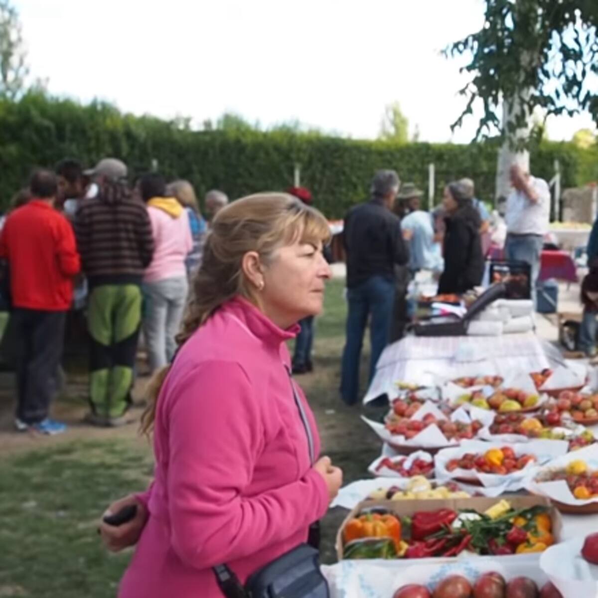 Piñel de Abajo prepara una nueva edición de su feria del tomate y con récord incluido