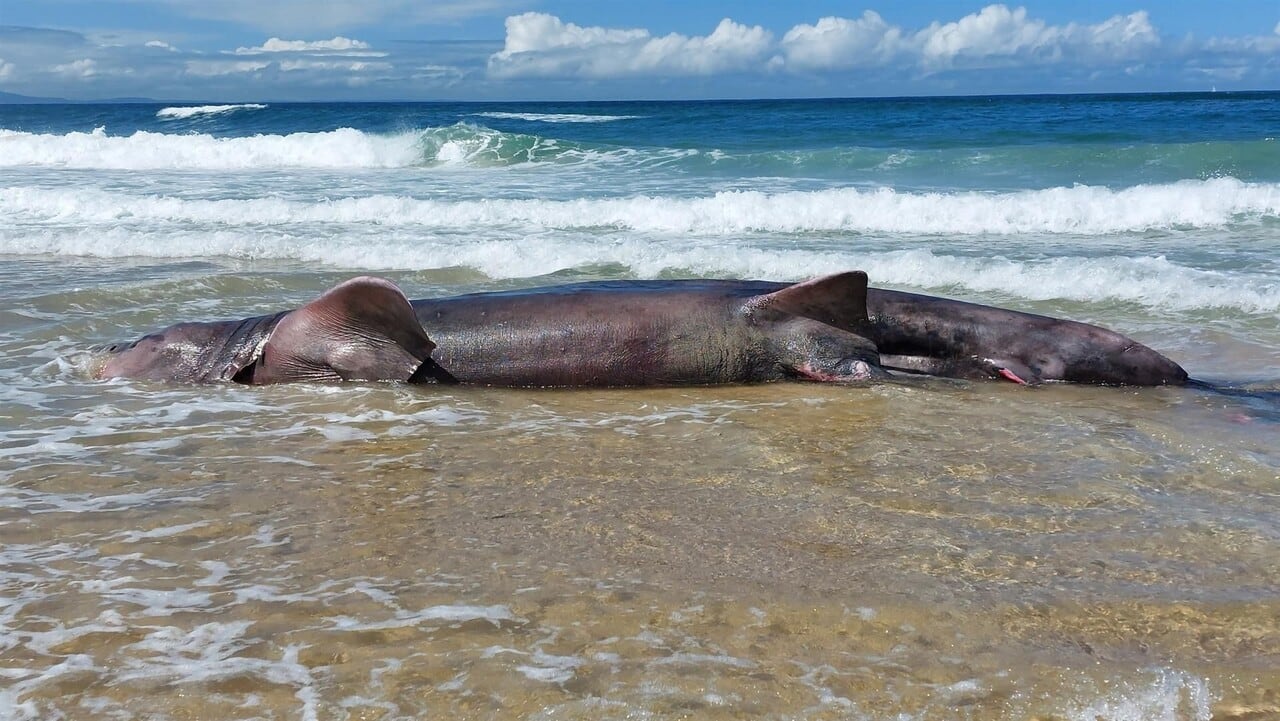 El cadáver del tiburón en la playa de Doñinos (Ferrol)