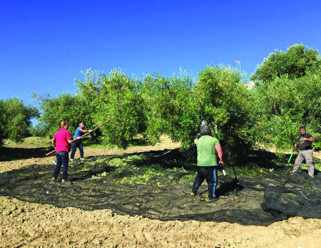 Agricultores trabajando en la campaña de la aceituna