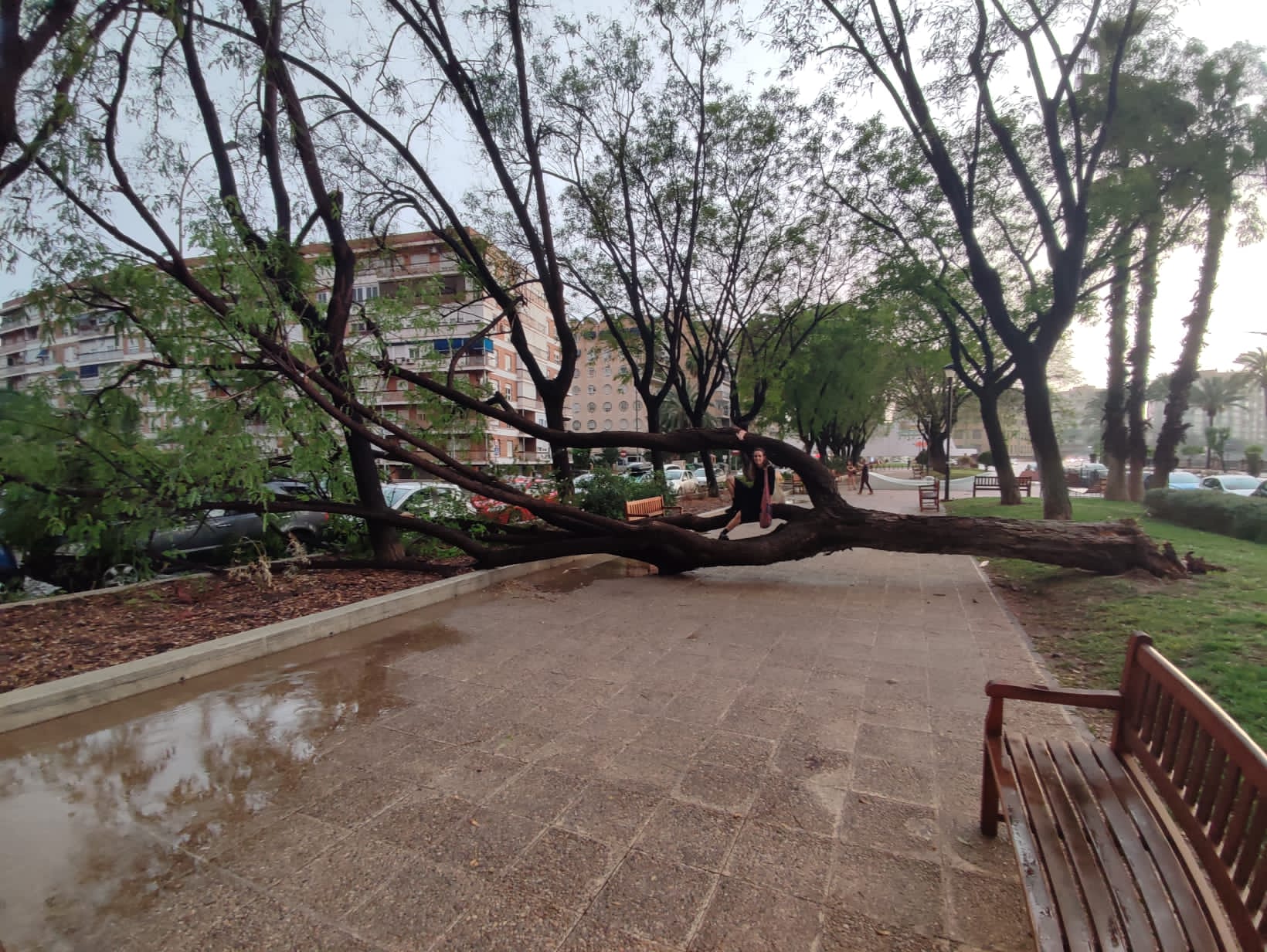 Árbol caído en Murcia