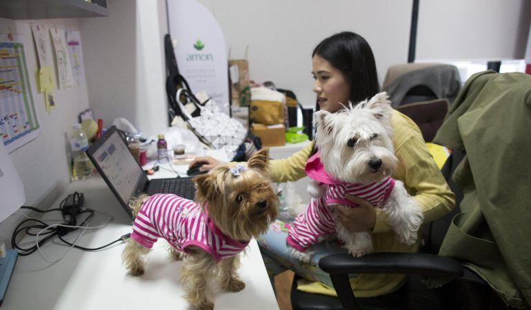 Empleados realizan su trabajo junto a sus mascotas en la compañía Adyim.