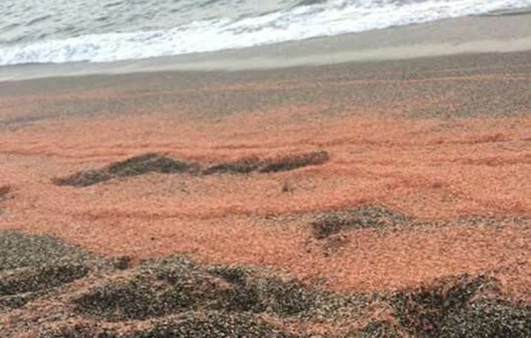 Pequeñas gamas llegadas sin saber por qué motivo a la playa de Salobreña(Granada) este domingo