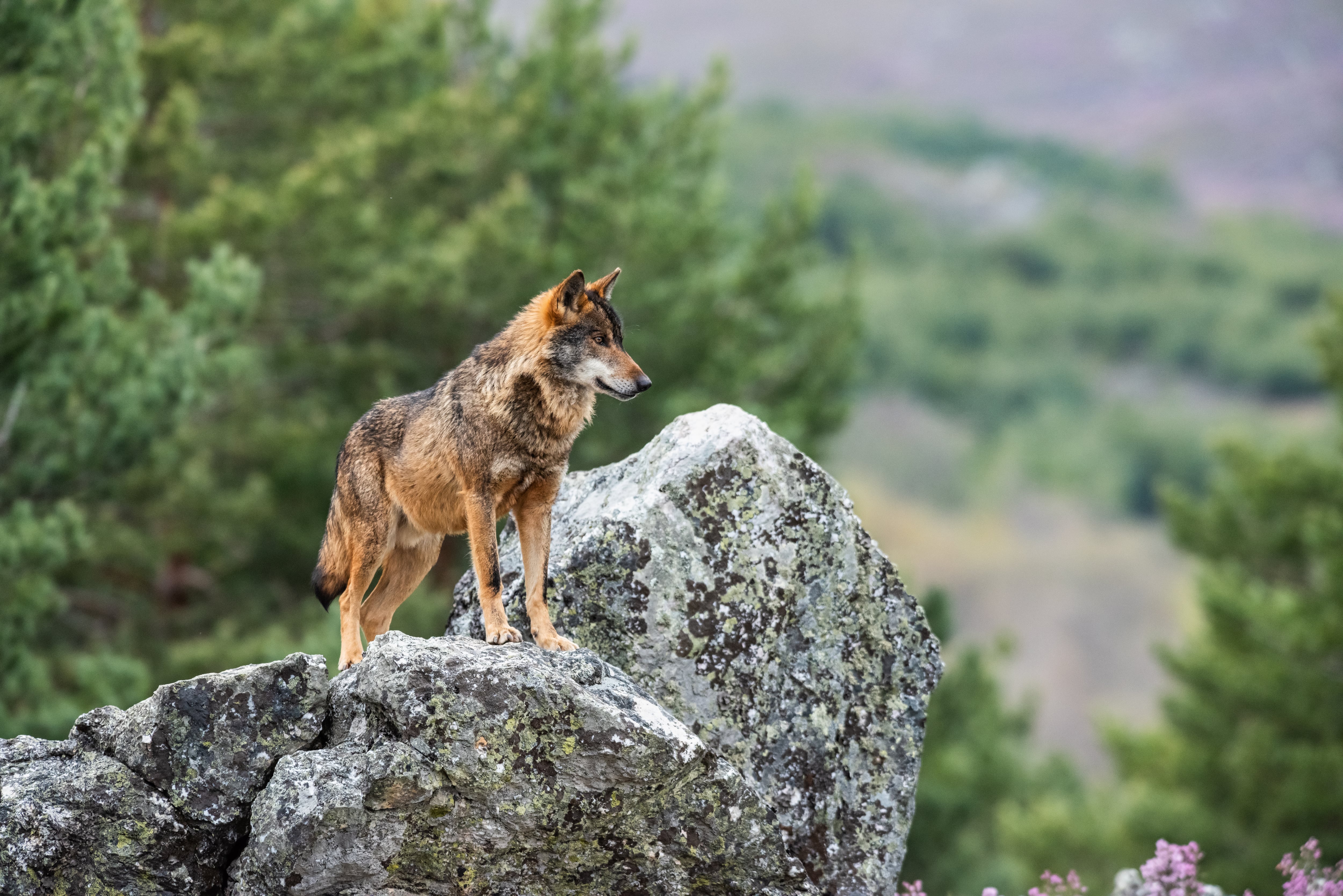 Un ejemplar de lobo ibérico otea el horizonte desde una roca