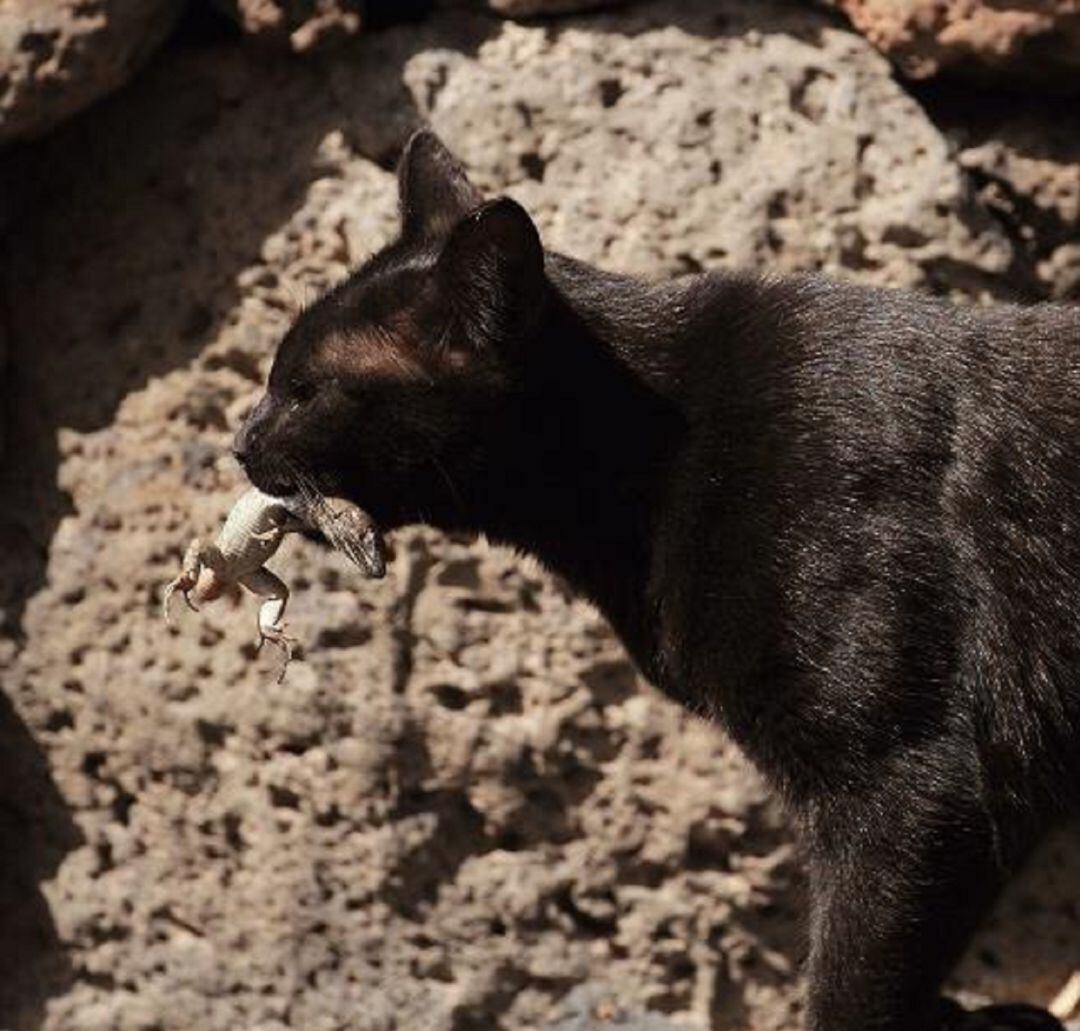 Gato pardo depredando un lagarto.