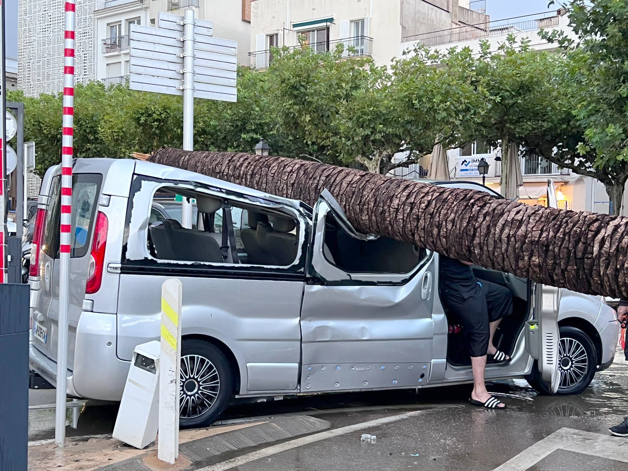 Furgoneta sepultada per una palmera.