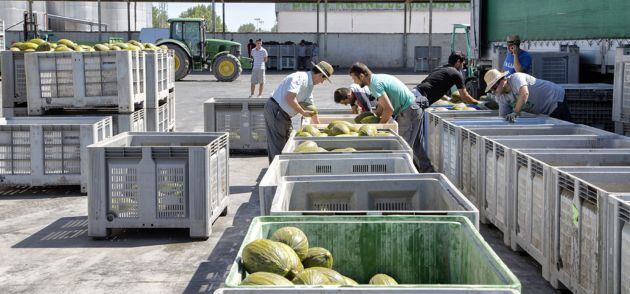 Foto de archivo de la campaña del melón