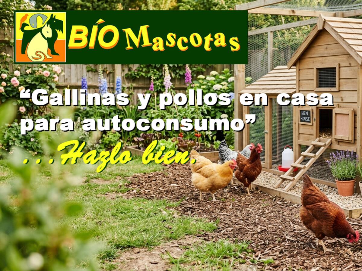 Aumenta el interés por criar gallinas en casa para autoconsumo