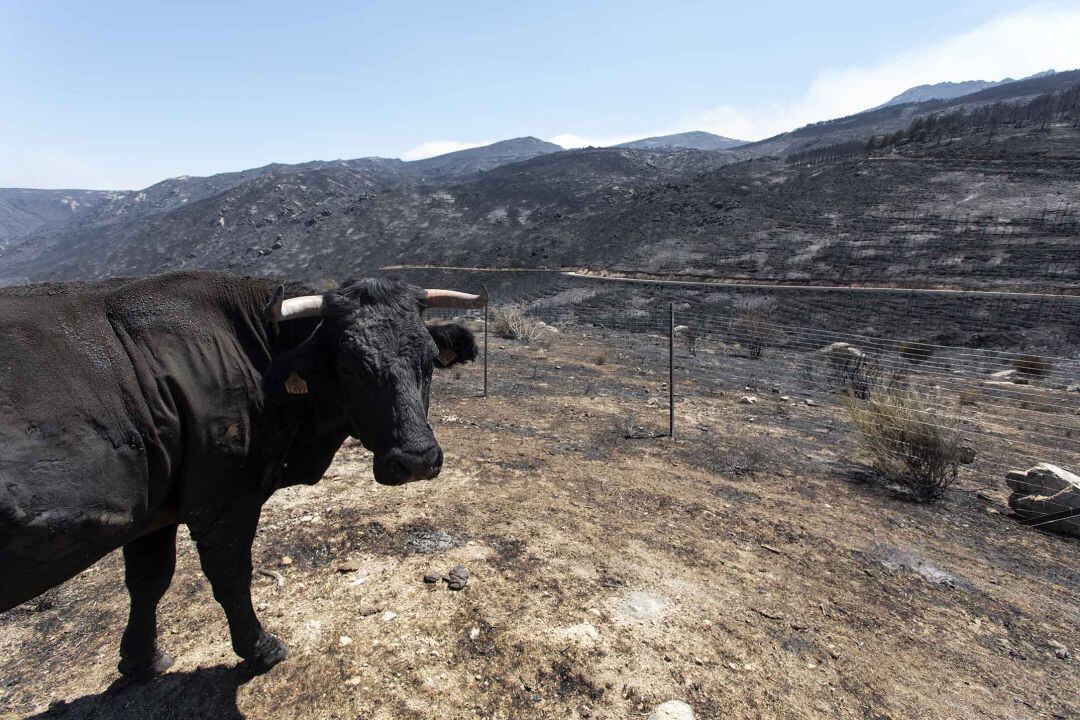 Vaca en la zona afectada por el incendio