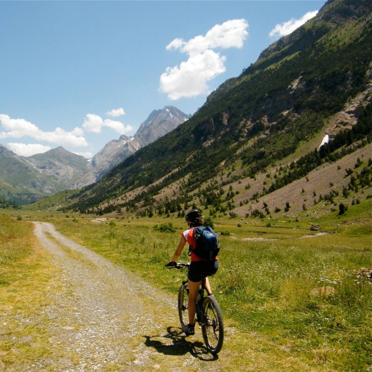 Los árboles crecerán cada vez más en cotas más altas debido al cambio climático