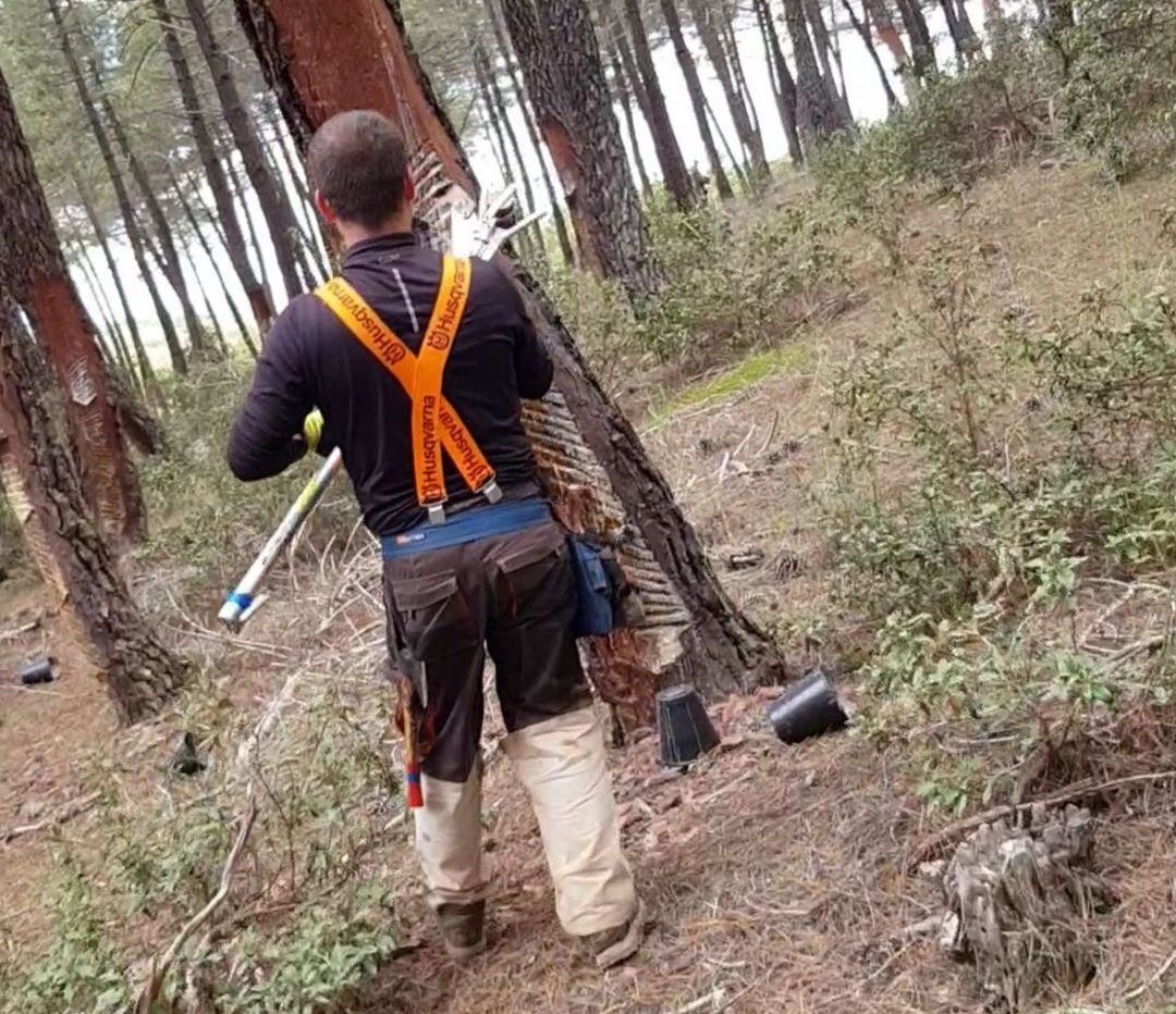 Resinero en un pinar de Soria.