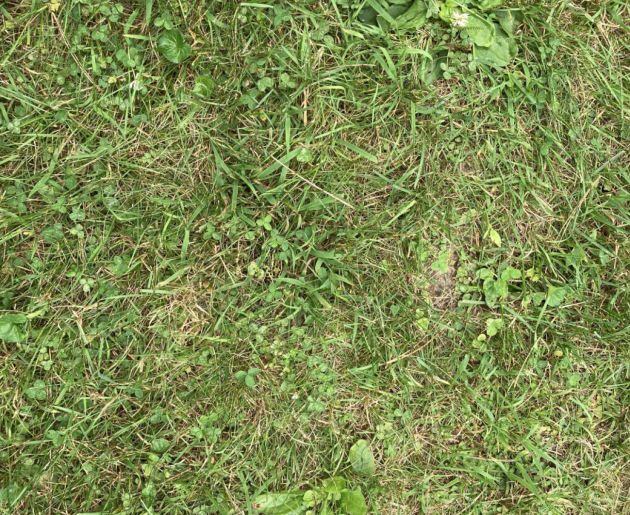 Encuentra a la rana oculta en la imagen.