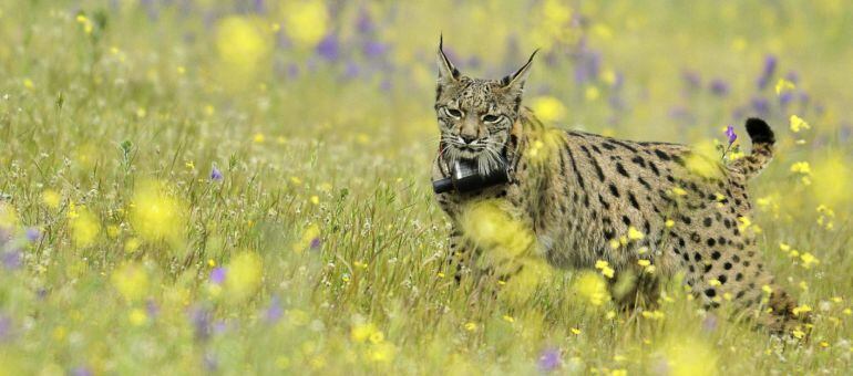 Lince puesto en libertad en Mazarambroz (Toledo) esta misma semana.